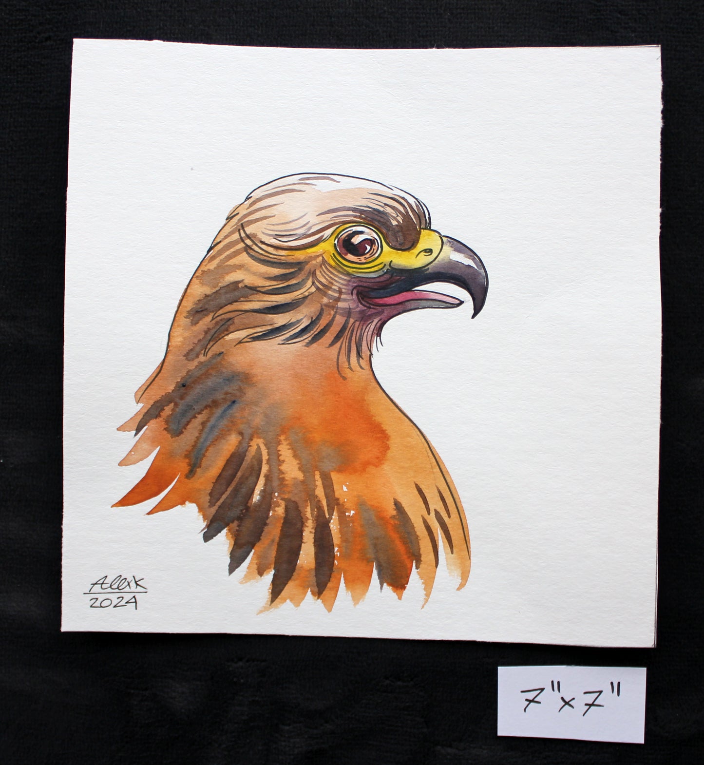 Watercolor falcon. Original art